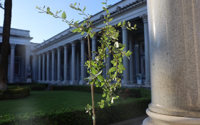 JOVENS PORTUGUESES DEIXAM MARCA ECOLÓGICA EM CASTEL GANDOLFO COM A PLANTAÇÃO DE UM SOBREIRO